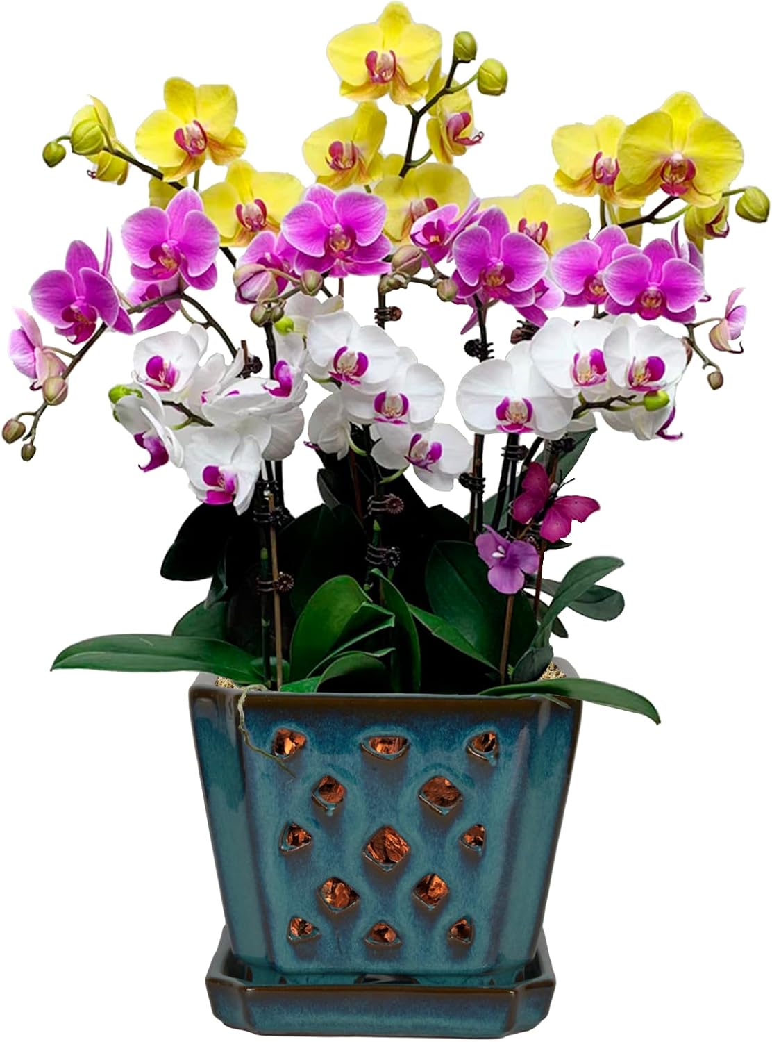W&W Orchid Pot with Holes and Saucer for Better Growth