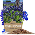 Texas Bluebonnet Wildflower Seeds - Bulk 1/4 Pound Bag
