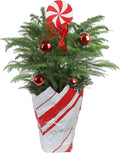 Norfolk Island Pine Live Christmas Tree Plant - Tabletop Decor