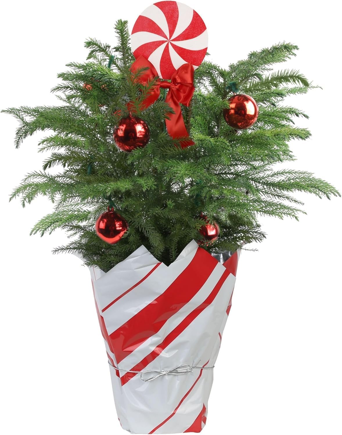 Norfolk Island Pine Live Christmas Tree for Festive Decor