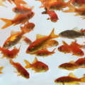 Comet Feeder Goldfish 10-Pack - Live Feeder Goldfish for Ponds