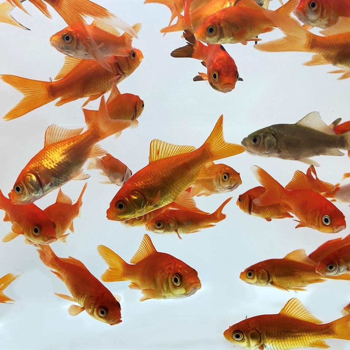 Toledo Goldfish Comet Feeder Goldfish for Ponds and Tanks