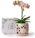 Ceramic Orchid Pot 6.5 in with Drainage Saucer - Breathable Repotting