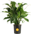 Spathiphyllum Peace Lily Live Indoor Plant for Home Decor