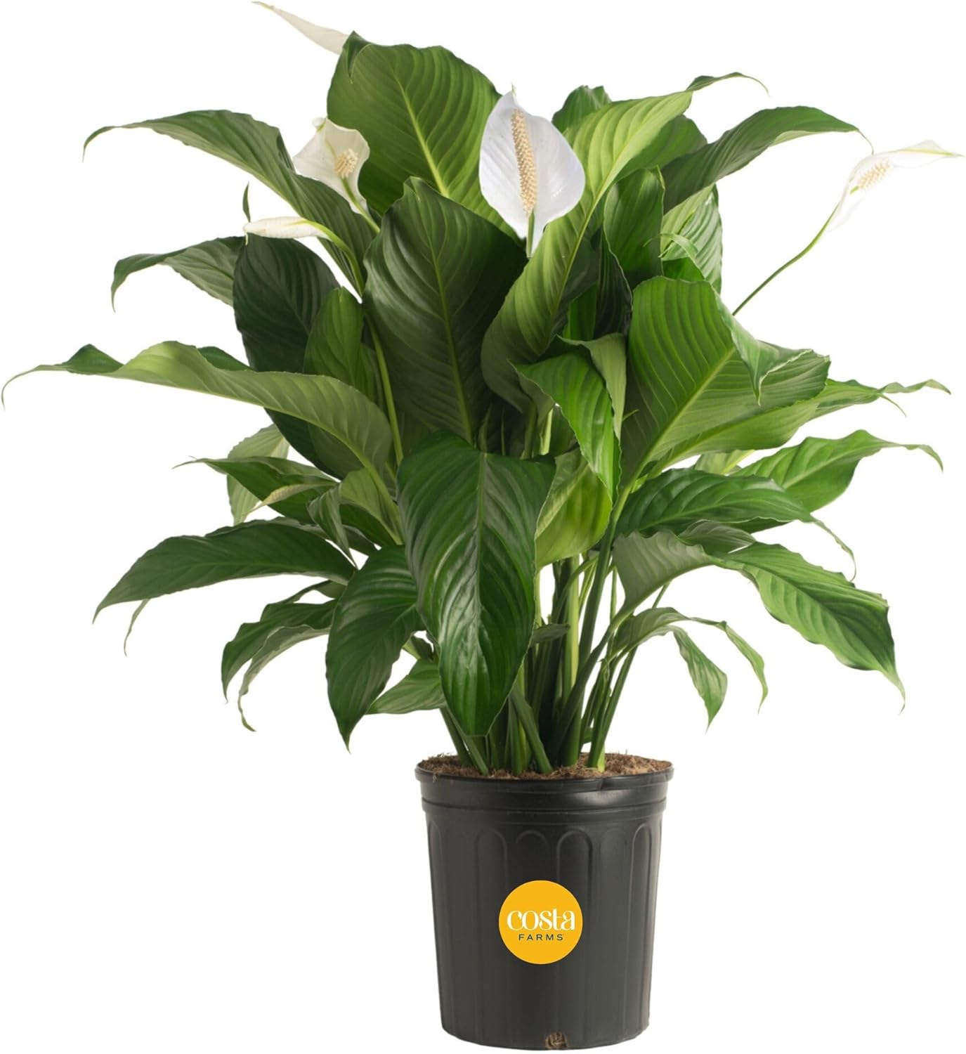 Spathiphyllum Peace Lily Live Indoor Plant for Home Decor