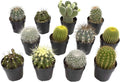 Assorted Cactus Collection 2.5ft 12 pack - Starter Mix for Planters