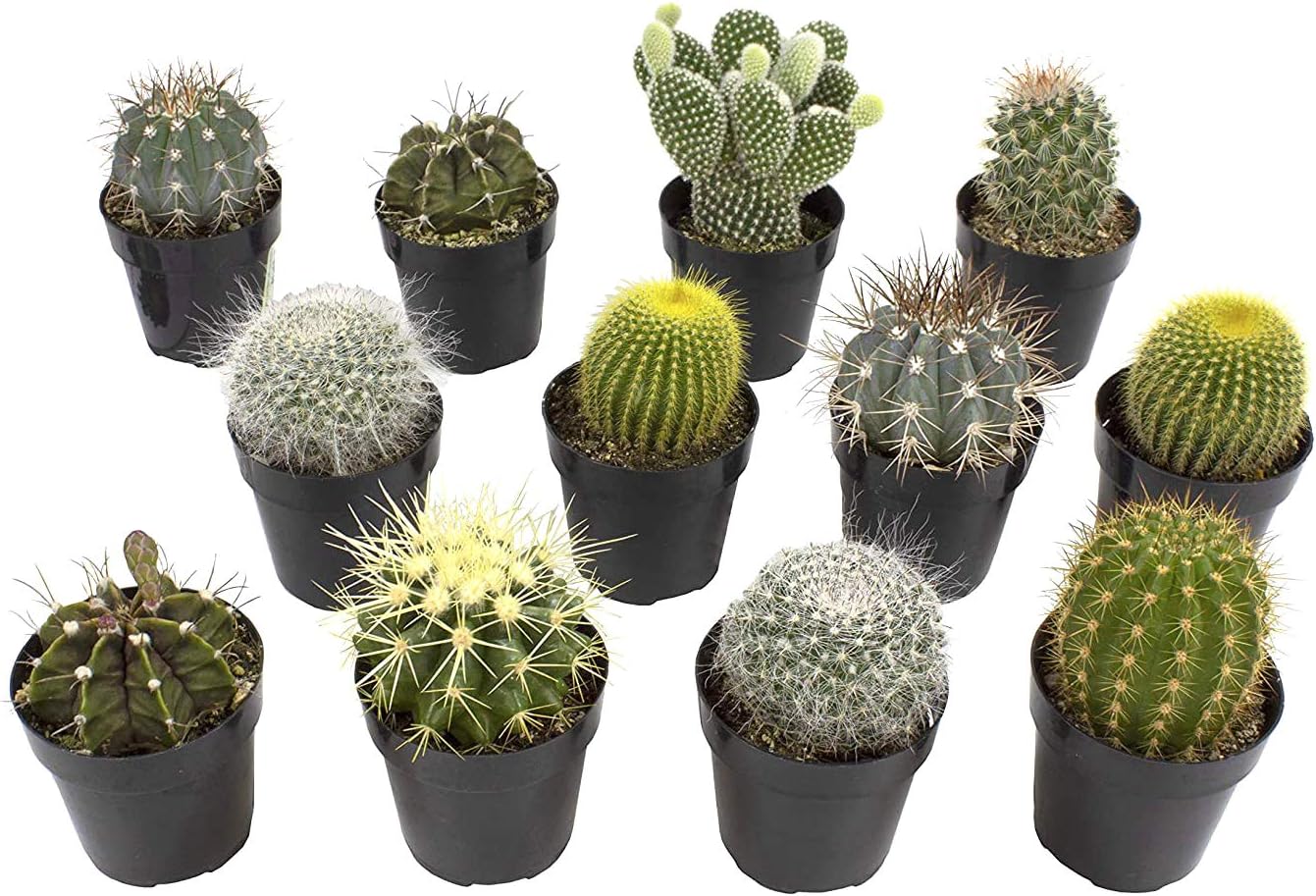 Assorted Cactus Collection 2.5 in 12 Pack for Plant Lovers