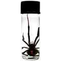 Real Preserved Black Widow Spider in Vial for Nature Lovers