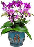 Orchid Pot with Holes and Saucer, Teal 6.5 in - Best for Repotting