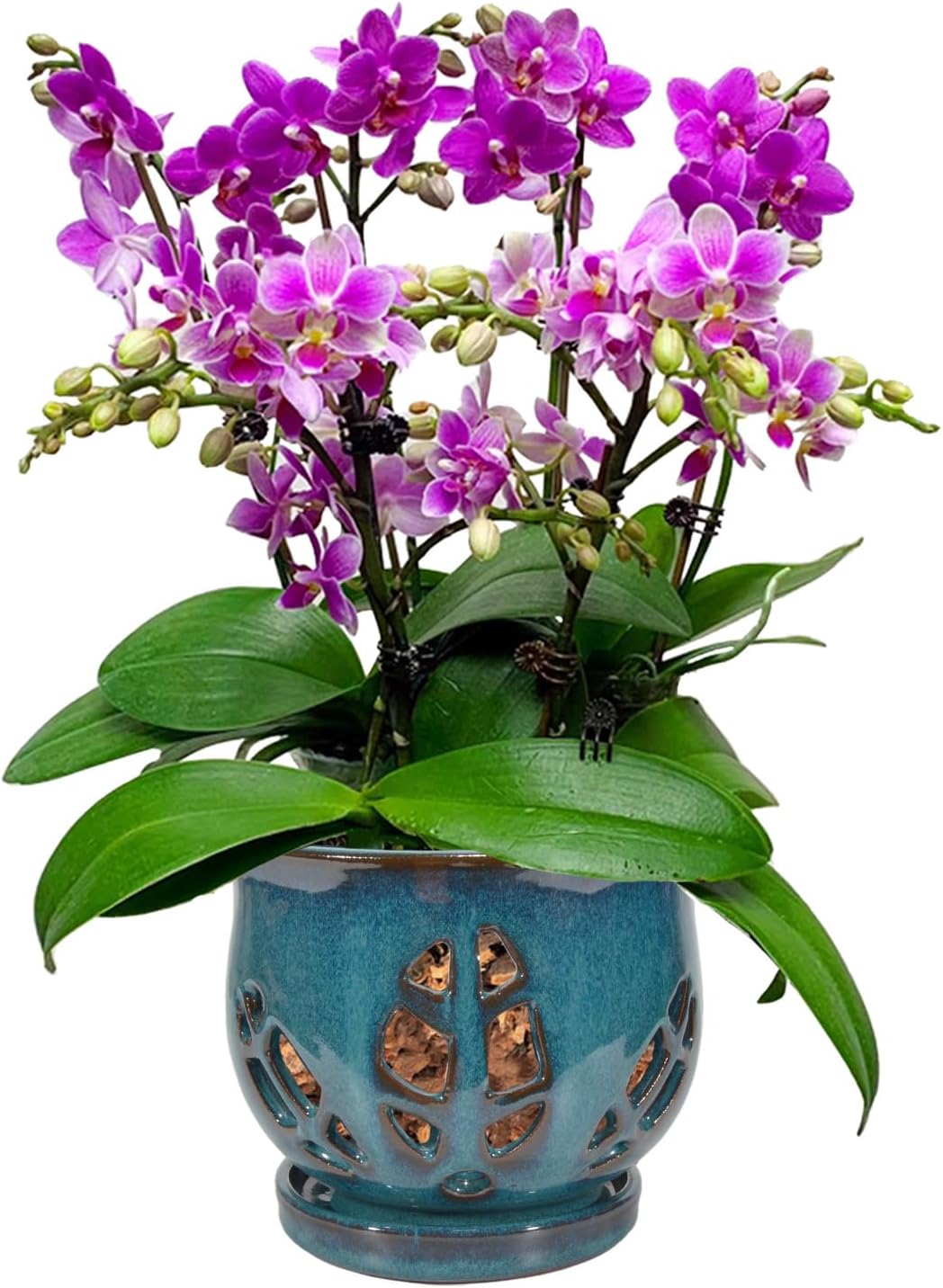 W&W Orchid Pot with Holes and Saucer for Healthy Orchids