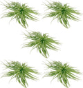 Large Flowering Tillandsia Rose BAER Air Plants for Home Decor