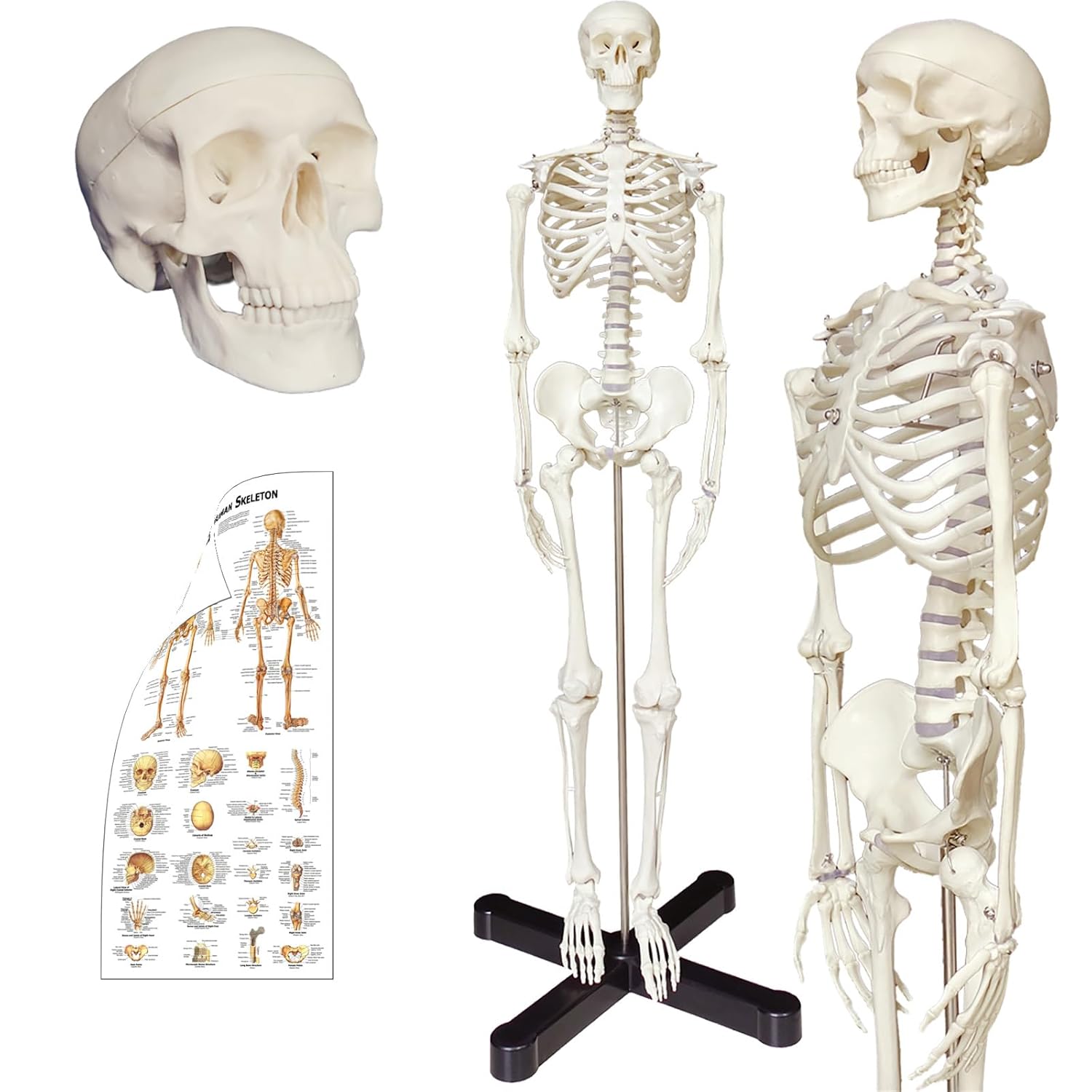 Human Skeleton Anatomy Model with Movable Arms and Legs