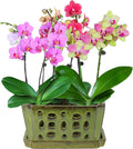 W&W Orchid Pot with Drainage Holes and Saucer for Healthy Growth
