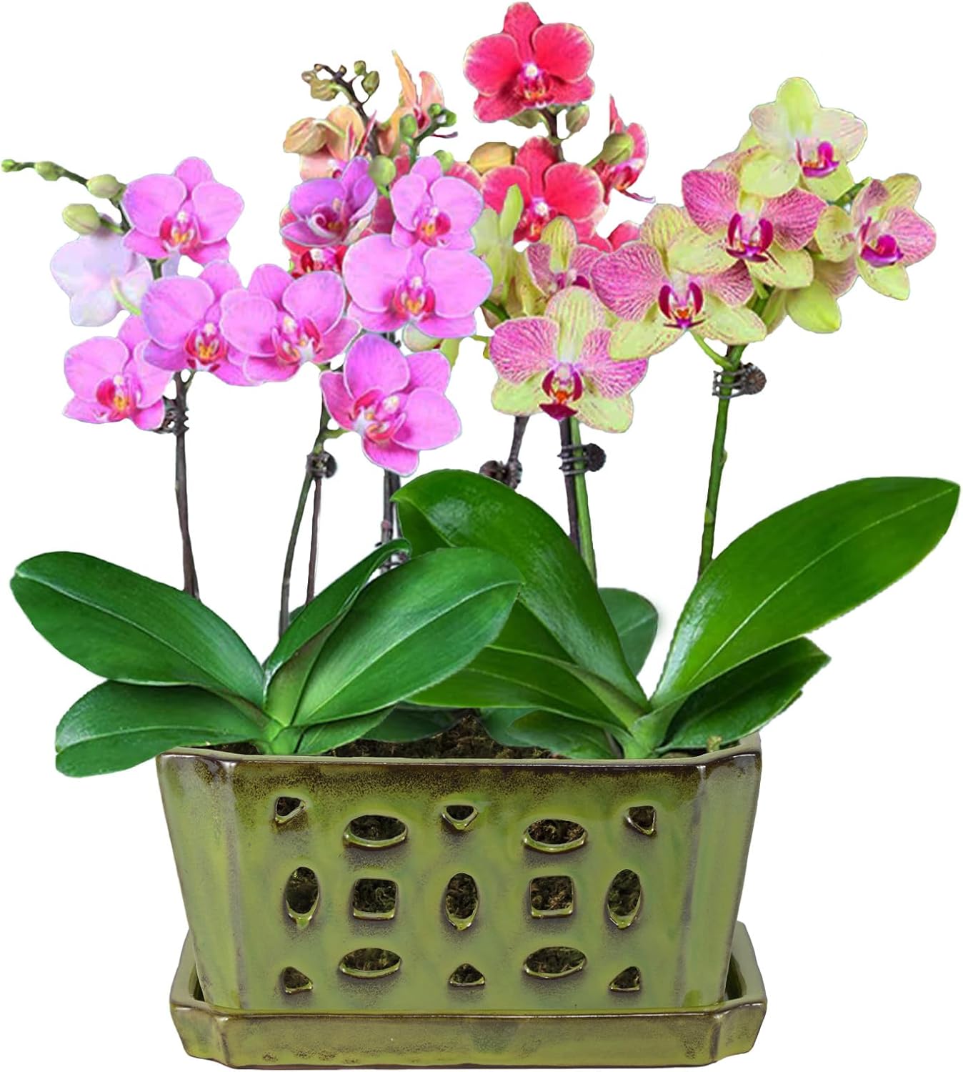 W&W Orchid Pot with Holes and Saucer for Healthy Orchids