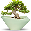 Ceramic Bonsai Pots 13 in Succulent Planter - Ice Crackle Glaze