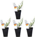 German Thyme Plants - Versatile Indoor or Outdoor Herb