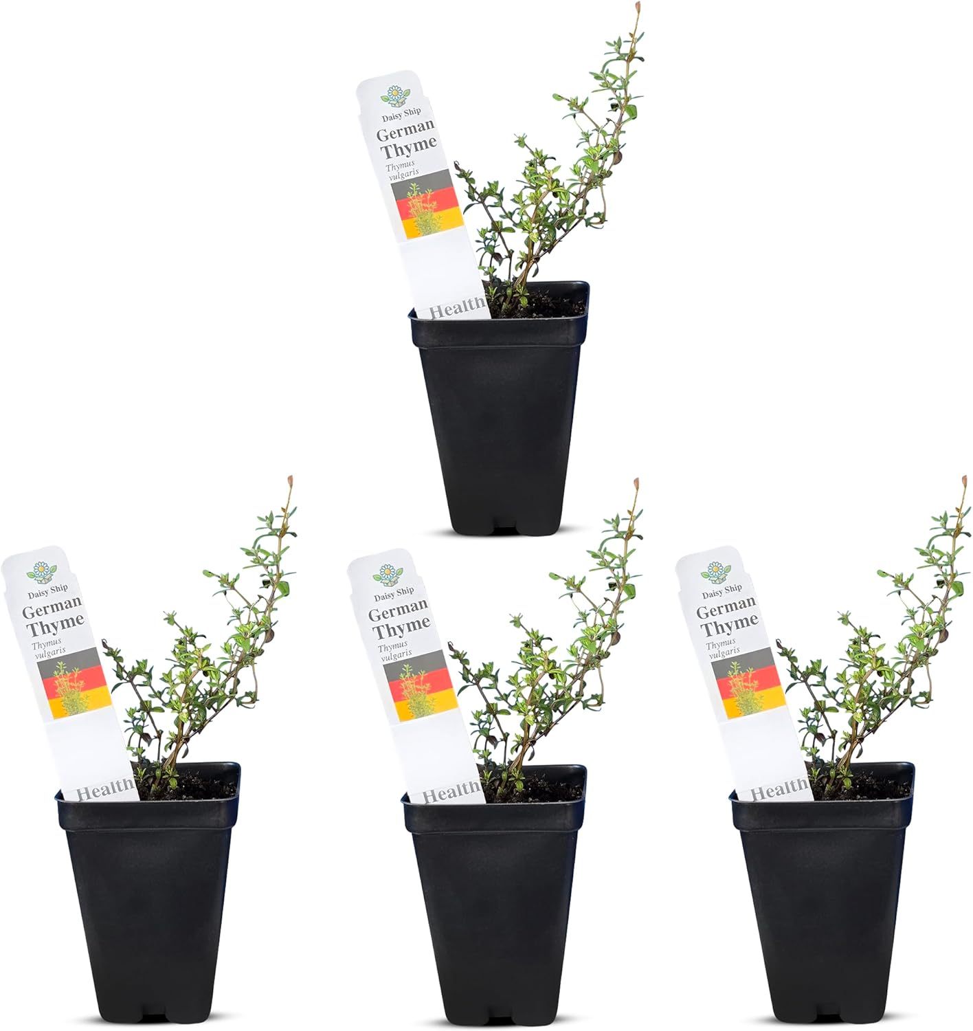 German Thyme Plants for Indoor or Outdoor Gardening Delight