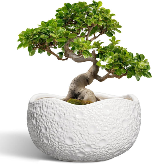 Large Ceramic Bonsai Pots - 13 Inch Round Planter for Home