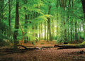 SJOLOON 10X8ft Spring Green Forest Vinyl Photo Backdrop - Camping