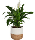 Peace Lily Live Indoor Plant 24-in in White Decor Planter - Calm Air