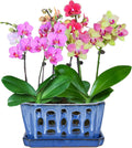 Orchid Pot with Holes 9 in - Glazed Ceramic Planter for Orchids