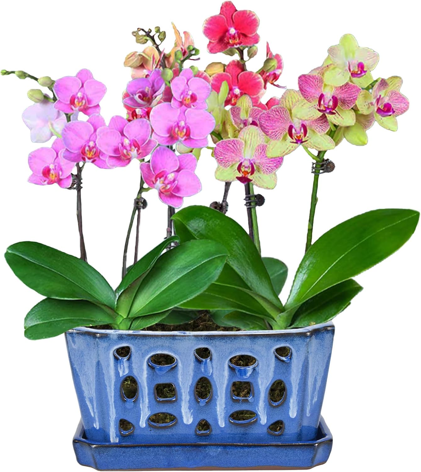 W&W Orchid Pot with Holes for Indoor and Outdoor Use