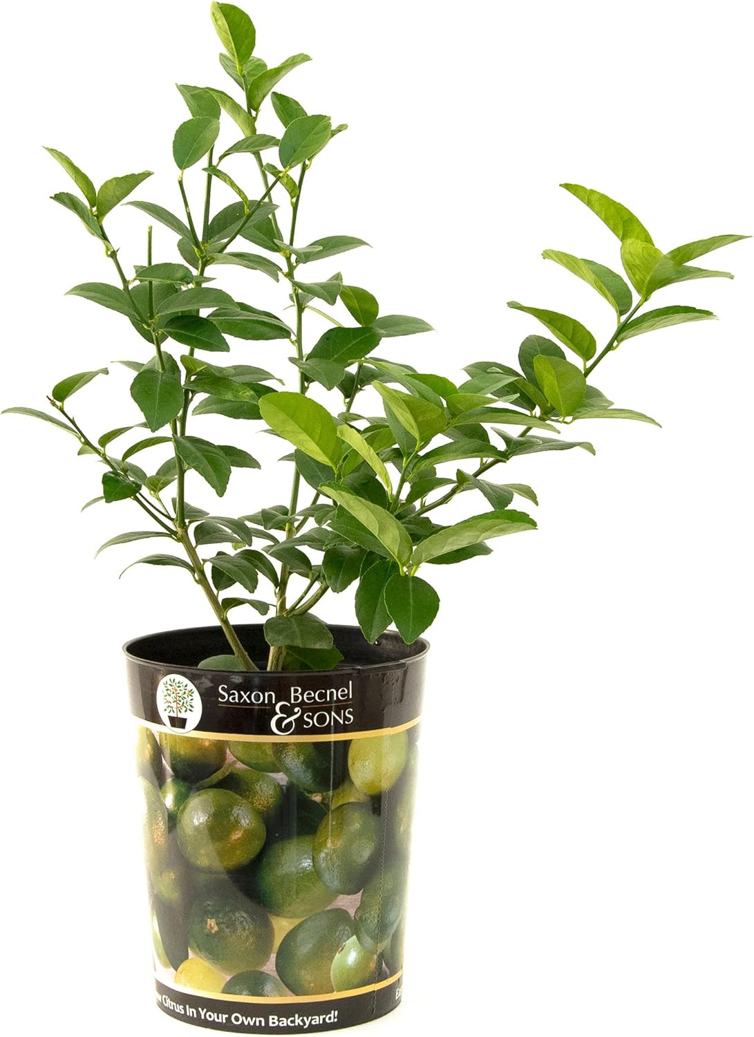 Persian Lime Tree in 1 Gallon Pot - Easy to Grow Citrus Plant