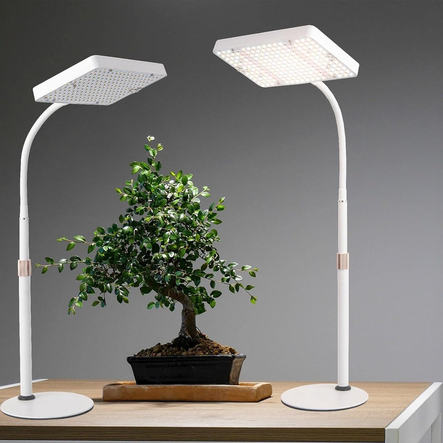 JINHONGTO 2-Pack Full Spectrum Grow Lights for Indoor Bonsai - Height Adjustable!