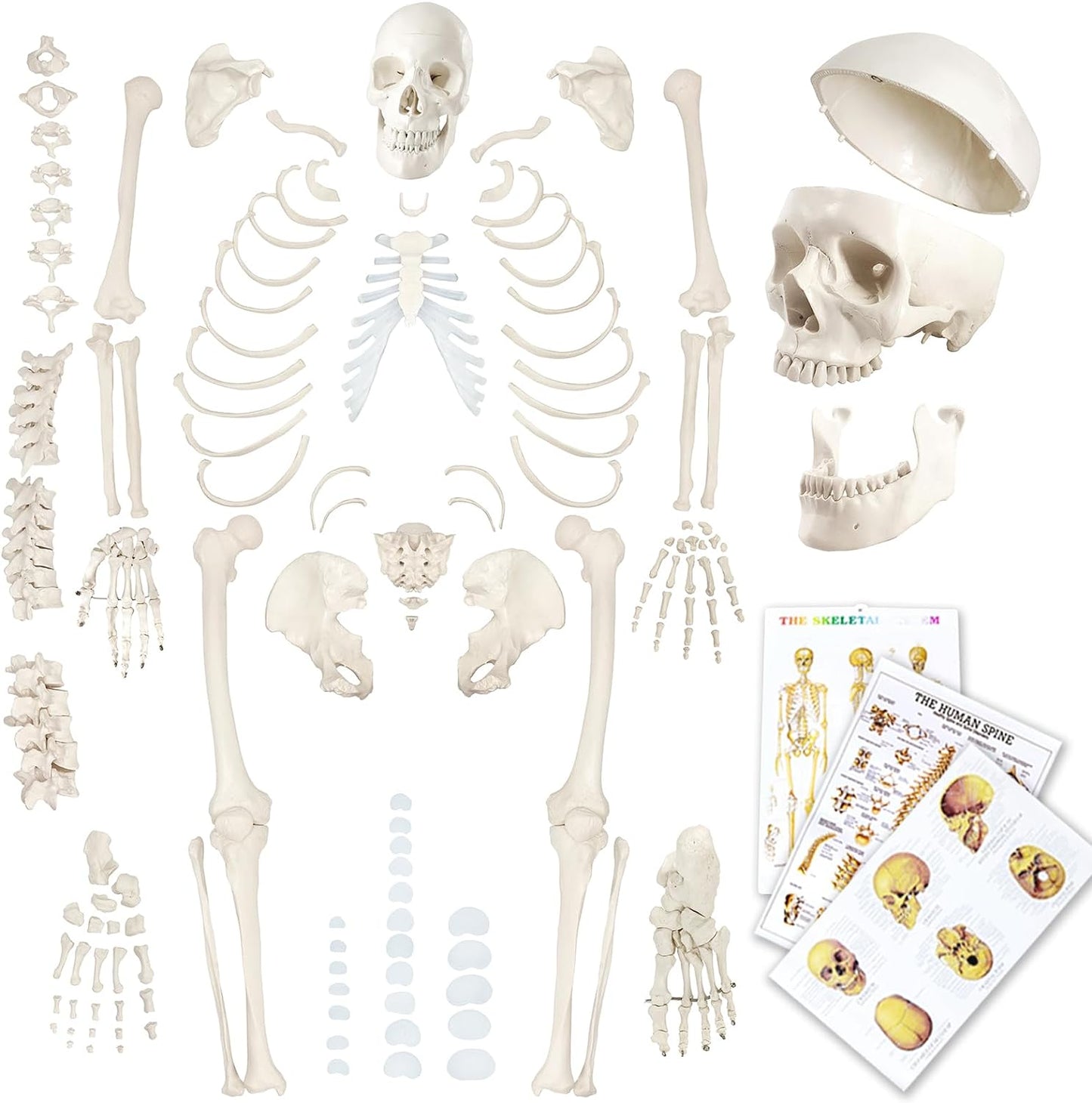 Evotech Disarticulated Human Skeleton Model for Anatomy Learning
