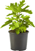 2.25 Gallon Fig Black Mission Fig Shrub - Twice-Yearly Fruit