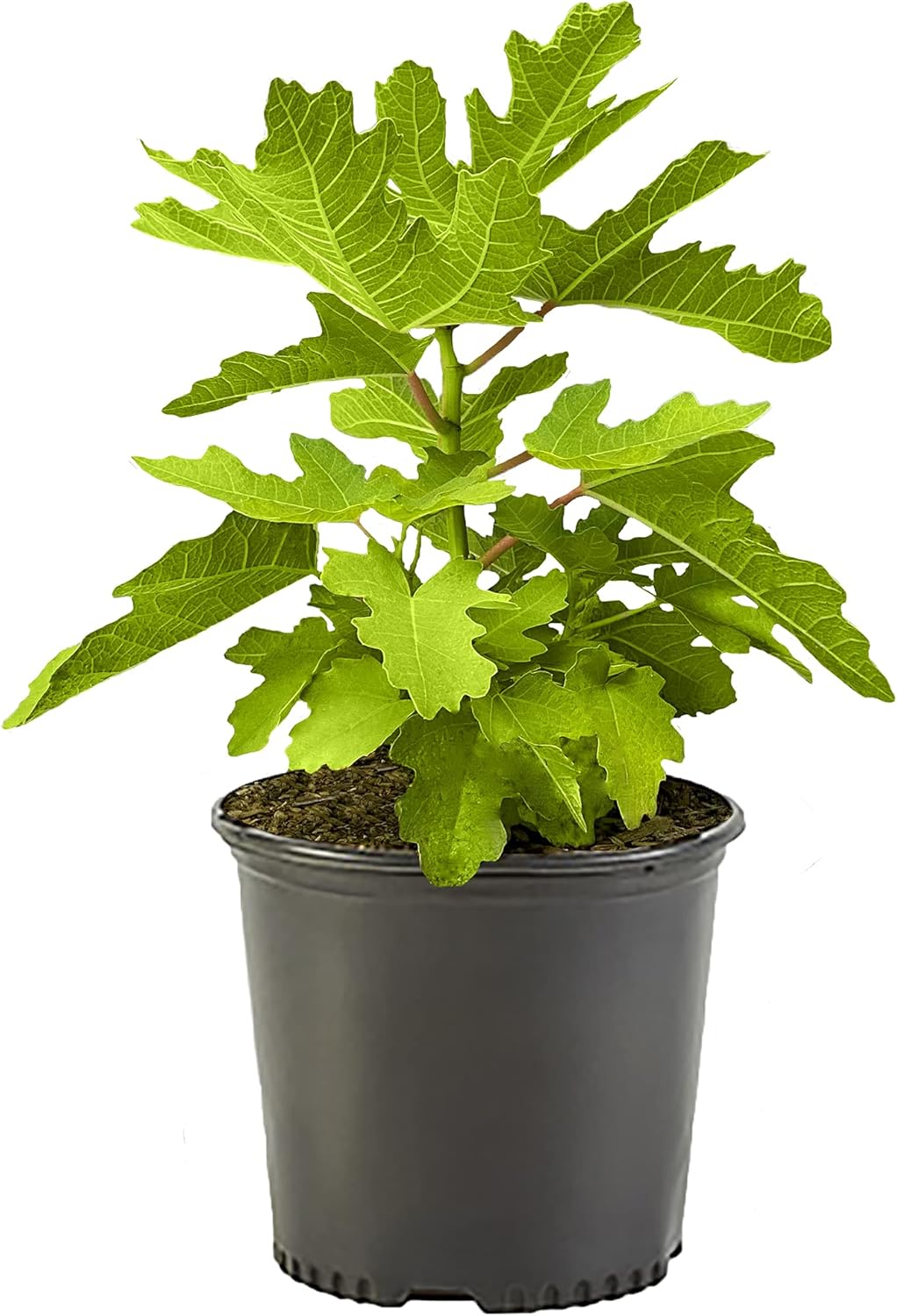 2.25 Gallon Fig Black Mission Fig Shrub for Your Garden