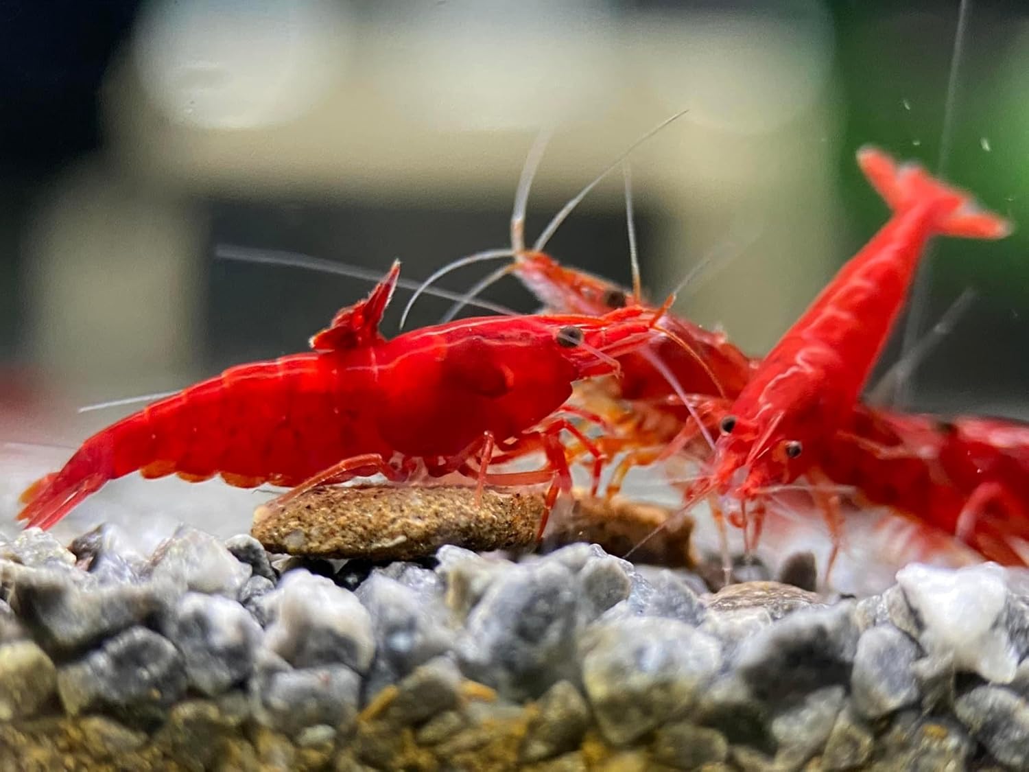 High Grade Fire Red Cherry Shrimps for Your Aquarium Needs