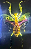 Real Jeweled Flower Mantis Specimen in Crystal Clear Resin