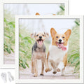 24x24 Picture Frame Set of 2 White Square Photo Frames - Clean Gallery