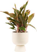 Red Chinese Evergreen Live Indoor Plant - Easy Care 15-in
