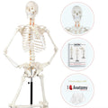 Life-Size Human Skeleton Model 5ft 6in (167 cm) - Detailed Study Aid