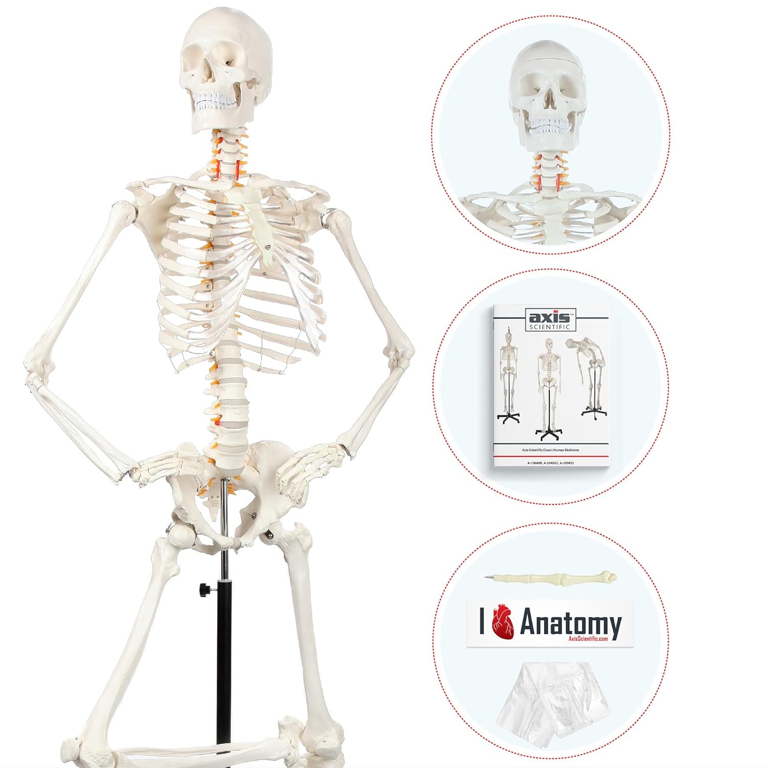 Axis Scientific Life-Size Human Skeleton Model for Anatomy Study
