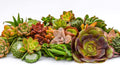 Live Succulent Cuttings 100 Pack (2 to 3 in) - Bulk Assorted Cuttings