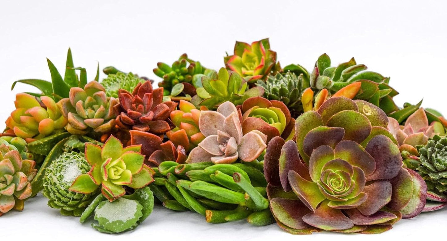 Live Succulent Cuttings 100 Pack for Unique Garden Creations