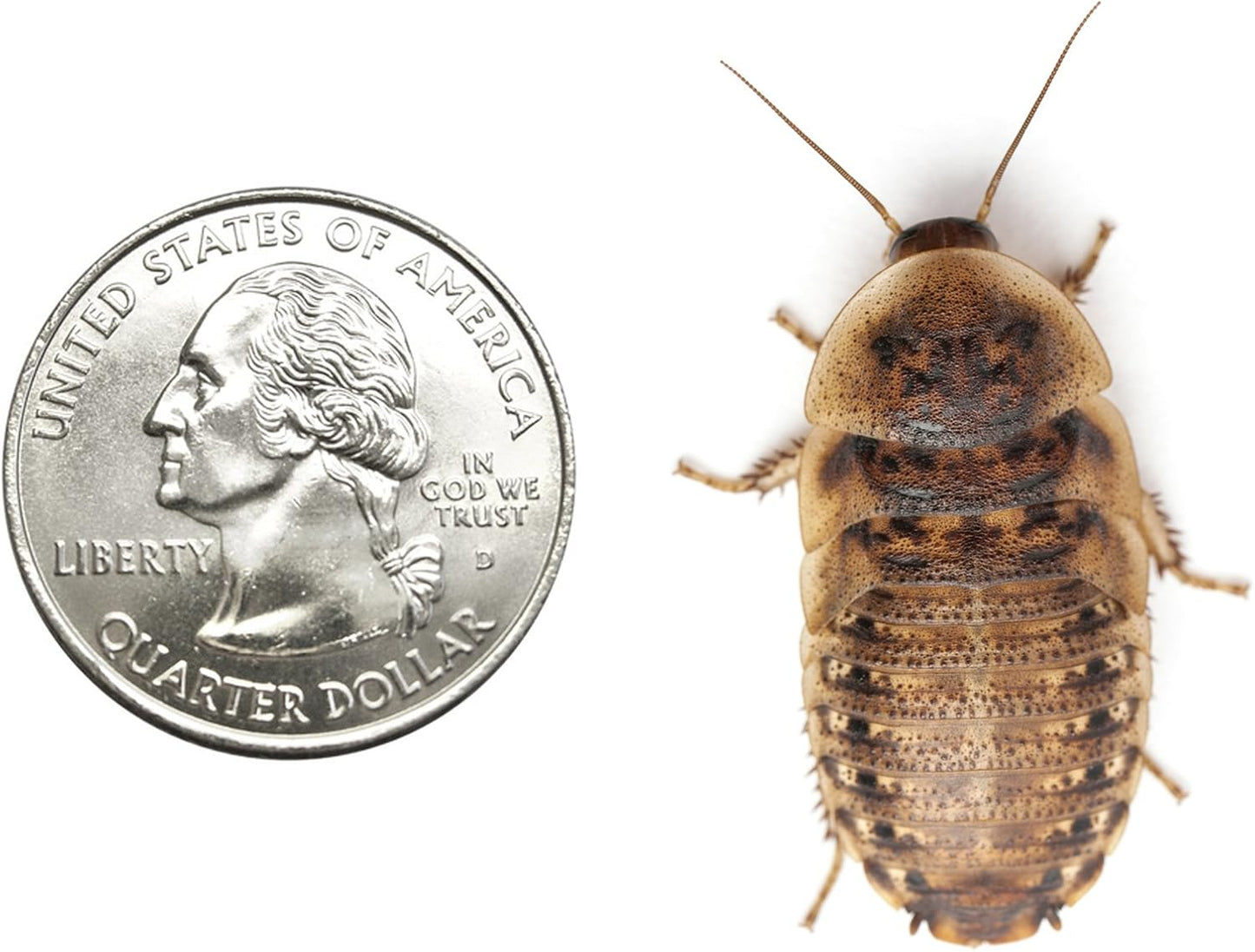 200 XL Dubia Roaches - Nutrient-Rich Feeder for Pets
