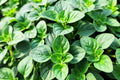 Oregano Hot and Spicy Live Perennial Plants - 5 Pint Pots