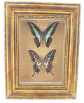 Real Framed Butterfly Moth Specimens - Lifelike Two-Insect Display