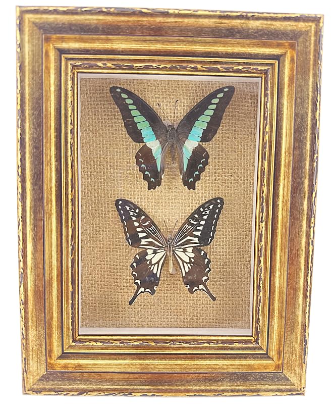 Real Framed Butterfly Moth Specimens for Nature Lovers