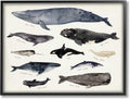 Vintage Nautical Chart of Whales Ocean Life - Framed Textured Wall Art
