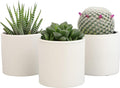 Plants for Pets Live Low Light House Plants in Ceramic Succulent Pots