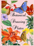 Botanical Drawing Plates: Draw flowers & plants the classical way
