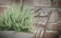 Creeping Rosemary Live Perennial Plants for Container Gardens