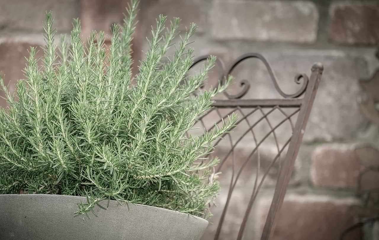 Creeping Rosemary Live Perennial Plants for Container Gardens