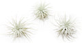 3 PCs Small Tectorum Ecuador Air Plant - Easy Care Indoor Decor