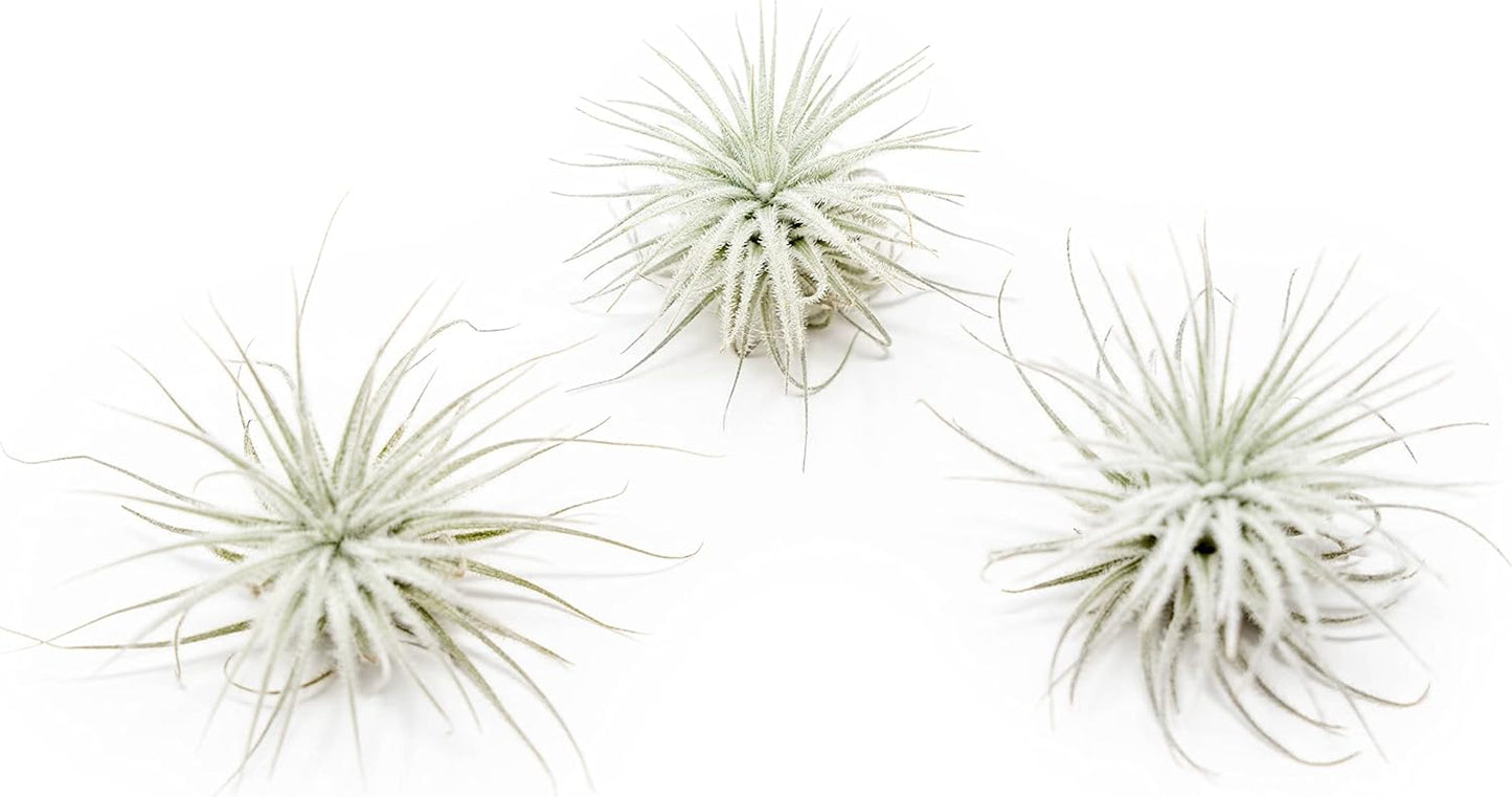 3 PCs Small Tectorum Ecuador Air Plant - Easy Care Indoor Plants